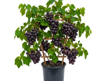 Muscadine Grape Live Plant, 4 Inc Pot, 5 - 10 Inc Tall, Fruiting Grape Vine for Trellis and Outdoor Garden