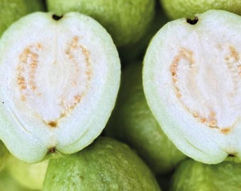 White Guava Tree Live Plant, Guava Plant Live for Planting, 6 to 8 Inc Tall in 4Inches Potted, Sweet Fruit Plant