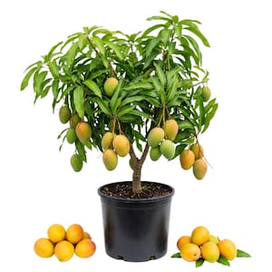 May include: A potted mango tree with a brown trunk and dense green foliage, featuring multiple hanging yellow and green mangoes. The tree is planted in a black plastic container, and two small piles of loose mangoes are placed on either side.