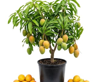 Mango Tree Live Plant, 2 Year Olds Fruit Tree, Well Rooted in 1 Gallon Pot, 2 Feet Tall, Indoor Outdoor Growing