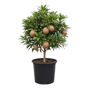 May include: A sapodilla tree in a black pot. The tree has green leaves and several brown, round fruits. The tree is a small, potted plant, suitable for indoor or outdoor use. The pot is a simple, black plastic container.