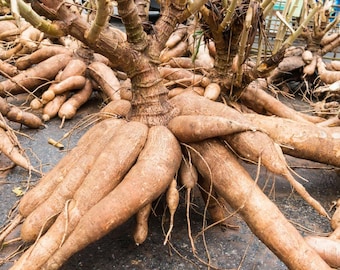 Cassava Yuca Plant Live Potted, Live Cassava Yuca Plant for Growing Indoor Outdoor, 5 to 7 Inc Tall, Easy to Plant Indoor Outdoor