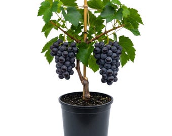 Black Grape Vine Plant Live, 10 Inc Tall, High-Yield Fruit for Trellis and Outdoor Garden