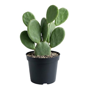 Thornless Cactus - Etsy