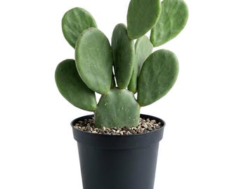 Thornless Prickly Pear Cactus Plant Live, Hardy Succulent for Indoor Outdoor Growing, Potted Cactus