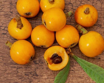 Live Golden Loquat Tree, Cold Hardy Tropical Fruit, 4 Inch Pot