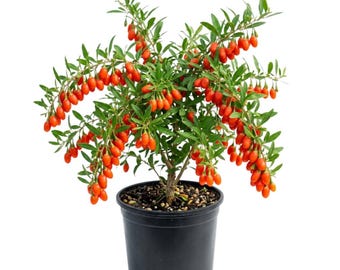 Goji Berry Plant Live, 4–7 Inches Tall, 4 Inch Pot, Berry Shrub for Container and Outdoor Garden