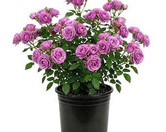 Purple Rose Plant Live, 5–7 Inches Tall, Flowering Rose for Containers, Patio and Garden Planting