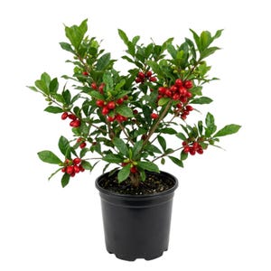 May include: A potted plant with vibrant green leaves and numerous small, oval-shaped red berries clustered along its thin, woody branches. The plant is housed in a simple, solid black plastic container filled with dark potting soil.