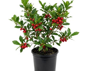 Miracle Fruit Live Plant, 5 - 6 Inc Tall, Well Rooted in Half Gallon Pot, Fruiting Plant for Indoor Outdoor Garden