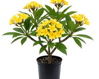 Live Yellow Plumeria Plant, Frangipani, 1 - 2 Feet Tall, Well Rooted in 1 Gallon Pot