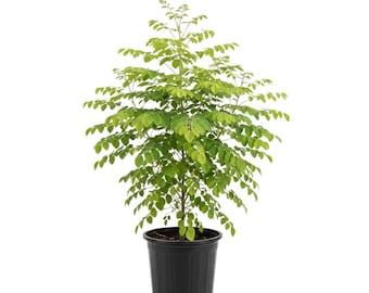 Moringa Oleifera Plant, Malunggay Drumstick Tree, 4 Inc Pot, 4 to 7 Inc Tall, Indoor Outdoor Growing