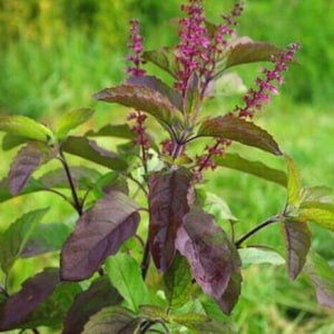 May include: Close-up of a plant with purple and green leaves and small purple flowers. The leaves are a deep purple color, while the new leaves are green. The background is a blurred green.