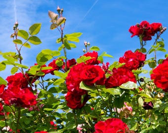 Red Climbing Rose Plant Live, 5-10 Inches Tall, Climbing Rose for Trellis, Fence and Garden