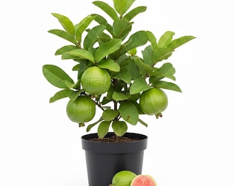 1 Year Old Red Guava Tree Live Plant, 10 Inc Tall, Sweet Tropical Fruit for Indoor Outdoor