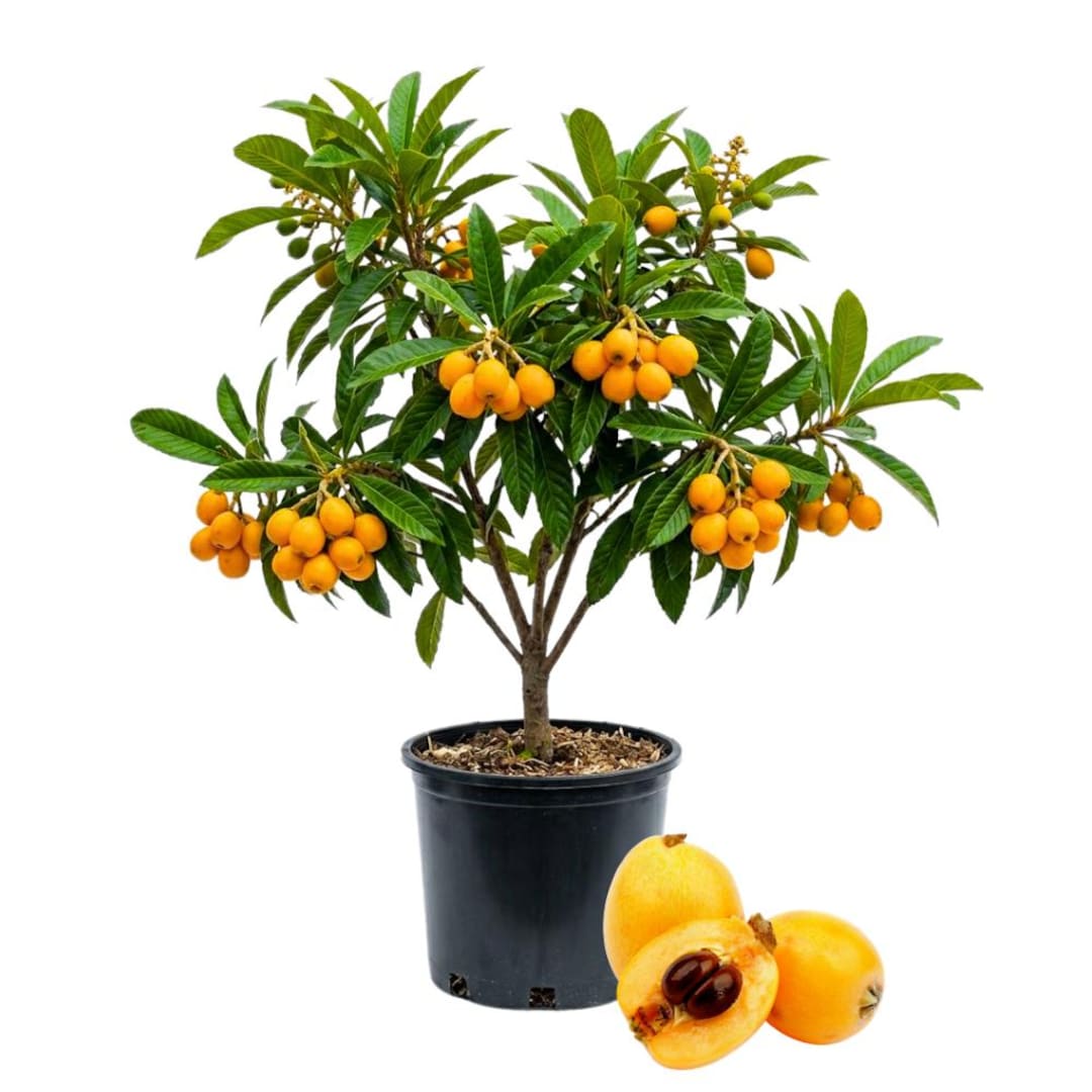 Mini Loquat Tree Loquat Tree Live Plant, 5 - 8 Inc Tall, 4 Inc Pot, Edible Fruit Tree ...