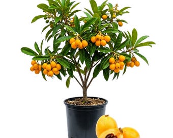 Loquat Tree Live Plant, 5 - 8 Inc Tall, 4 Inc Pot, Edible Fruit Tree for Patio and Garden