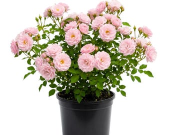Light Pink Rose Plant Live, 8 - 12 Inc Tall, Fragrant Flowers for Containers, Garden Boders and Landscapes