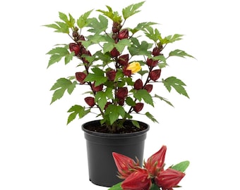 Roselle Hibiscus Plant, 4 Inch Pot, Indoor Outdoor Growing, 6 to 8 Inc Starter Plant, Hibiscus Sabdariffa Plants