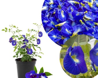 Live Blue Butterfly Pea Flower Plant, Outdoor Garden Vine, 4 Inc Pot, 4 - 7 Inc Tall