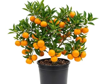 Mandarin Live Plant, 5–12 Inches Tall, Citrus Seedling for Container and Outdoor Growing
