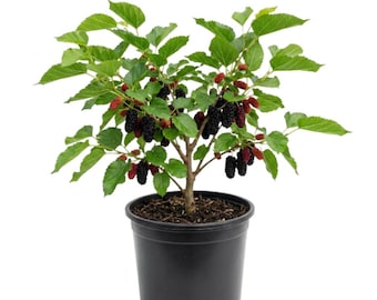 Mulberry Plant Live, 6 - 8 Inc Tall, Sweet Berries, Hardy Mulberry Fruit Tree for Outdoor Garden