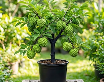 Live Sugar Apple Tree, 4-7 Inches Tall, Sweet Tropical Fruit Plant for Indoor Outdoor Garden