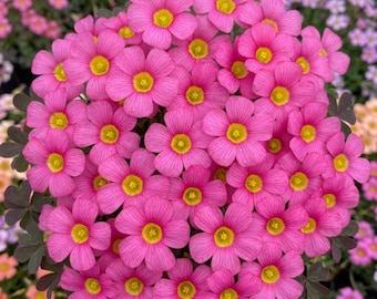 Late Blooming Oxalis Bulb, 1 Bulb, Pink Flowering Oxalis for Pots and Rock Gardens