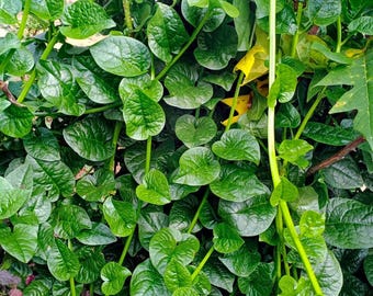 Malabar Spinach Plant Live, Vegetable Vine Plant Gardening, 5 to 8 Inch Tall Malabar Spinach Live Plant Potted