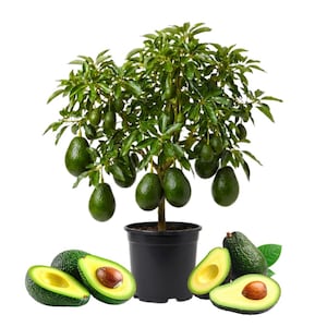 May include: A potted avocado tree with green leaves and numerous green avocados. Several ripe avocados are shown cut open, revealing the seed and yellow flesh. The tree is in a black pot.