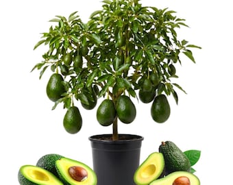Dwarf Hass Avocado Plant, 8 to 12 Inc Tall, Sweet Tropical Fruit Tree for Edible Gardening