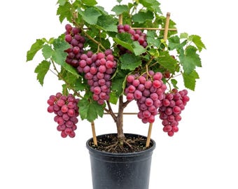 Grafted Rose Grape Vine Live Plant, 2–3 Years Old, 10 Inches Tall, Fruiting Vine for Trellis and Garden