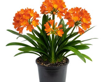 Orange Clivia Plant Live, 12 Inches Tall, Flowering Houseplant for Indoor Display and Patio Containers