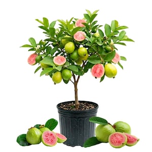 May include: A guava tree in a black pot, laden with green and pink fruit. The tree has lush green leaves and several guavas are cut open, revealing the pink flesh. The tree is set against a white background.