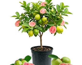 Pink Guava Live Plant, Well Rooted in Half Gallon Pot, 12 - 16 Inc Tall, Sweet Tropical Fruit for Garden