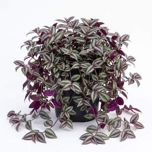 May include: A Tradescantia zebrina plant with trailing stems and pointed leaves featuring alternating stripes of silvery-green and deep purple. The plant is housed in a simple black plastic nursery pot, with foliage cascading over the sides.