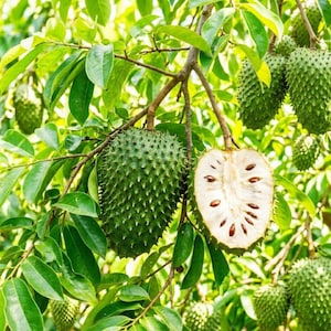 May include: A close-up of a soursop tree branch with several green, spiky fruits. One fruit is cut open, revealing white flesh and brown seeds. The leaves are a vibrant green.