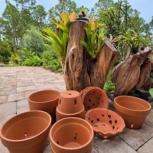 May include: A collection of terracotta plant pots in various shapes and sizes, including standard round pots and specialized orchid pots with drainage holes, arranged in front of two large, weathered wooden stumps holding bromeliads.