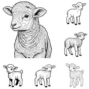 May include: Black and white line art illustrations of lambs in various poses. One lamb is a detailed head and shoulders portrait. The other illustrations show full body views of lambs, some with detailed fur textures, others with simpler outlines.