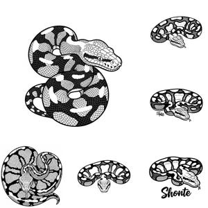 Peut inclure: Illustrations en noir et blanc de serpents enroulés. Les serpents présentent des motifs de taches et de plaques sombres sur un fond plus clair. Une illustration comprend le nom "Shonte" en écriture cursive.