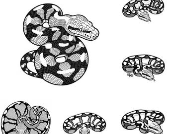 Ball Python SVG PNG-bundel – 7 bestanden | Slang-SVG | Clipart balpython