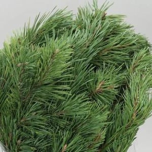 May include: A close-up of a bundle of fresh green pine branches. The needles are long and slender, with a vibrant green hue. The branches are densely packed, ideal for festive decorations or craft projects.