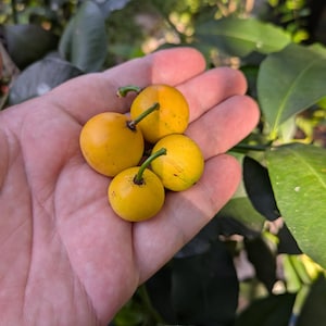 May include: Four small, round, bright yellow fruits with smooth skins and thin green stems. The fruits are clustered together, each featuring a small dark brown point where the stem attaches to the surface of the fruit, showing a vibrant citrus-like appearance.