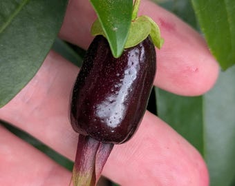 May include: A single, dark purple, oblong fruit with a smooth, slightly textured skin. The fruit features a small, light green calyx at the top where it attaches to the stem and a pointed, reddish-purple floral remnant at the base.