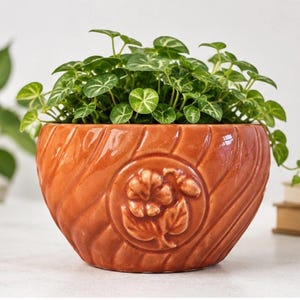 May include: A round, orange-brown ceramic planter with a textured, wood-grain design. The planter features a floral emblem and is filled with a lush, green plant with small, round leaves. The planter is a decorative item for indoor plants.