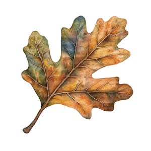 May include: Watercolor illustration of a single oak leaf. The leaf displays a range of autumn colors, including shades of brown, yellow, green, and blue. The leaf's veins are visible, and the background is white.