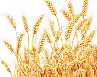 Clipart Set: Wheat Field Watercolor - Farm, Golden Tones