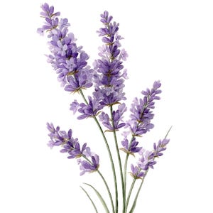 May include: Watercolor illustration of lavender sprigs with purple flowers and green stems. The image is set against a white background, highlighting the delicate details of the floral arrangement. A botanical theme.