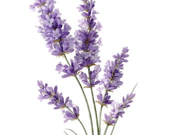 Lavender Watercolor Clipart - 12 Floral Sprigs for Scrapbooking