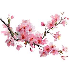May include: A watercolour illustration of a cherry blossom branch, featuring pink flowers and green leaves. The flowers have red centres and are in various stages of bloom. The branch is dark brown against a white background.